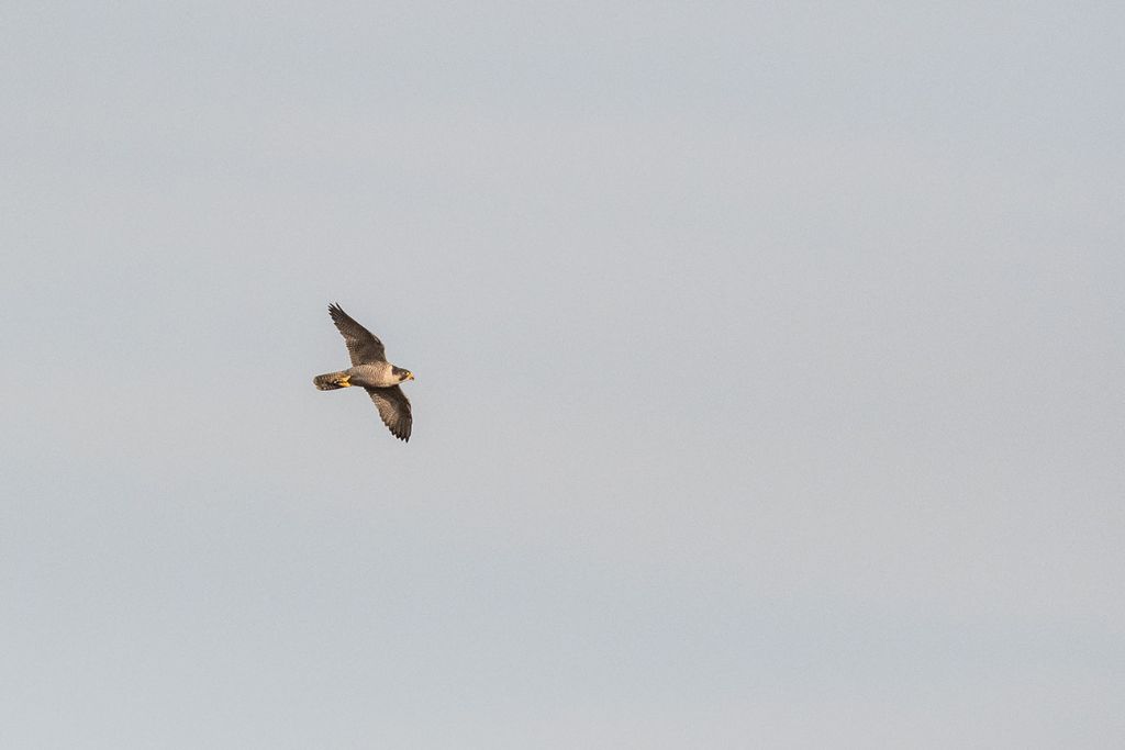 Falco pellegrino (Falco peregrinus)